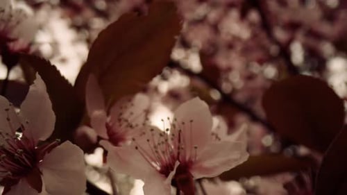Springtime Bloom View with Charming White Flowers on Tree. Flowers on Branch