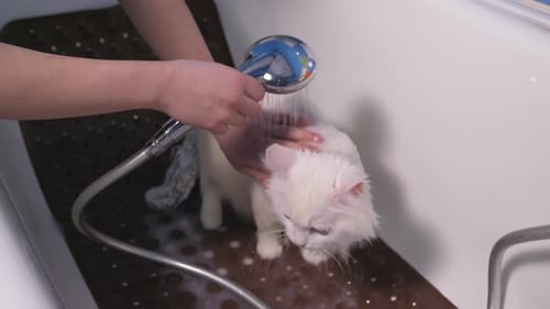 White Cat Getting Washed in Bathtub with Shower