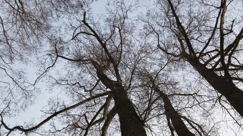 Rotating low angel shot of trees against sky