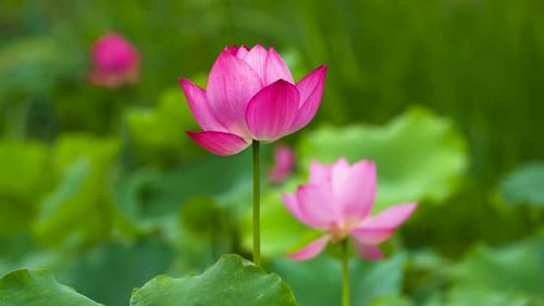Close Up Macro Shot Of Lotus Petal Texture Uhd