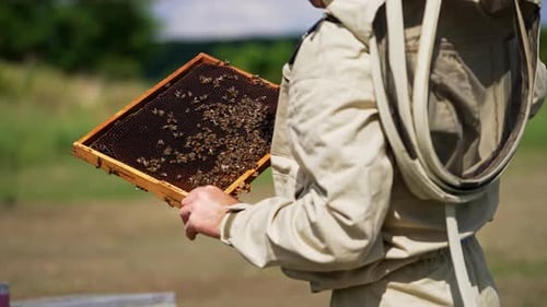 Beekeeper in protective suit holds a dark wax frame. Man touches wax with a few bees crawling on.
