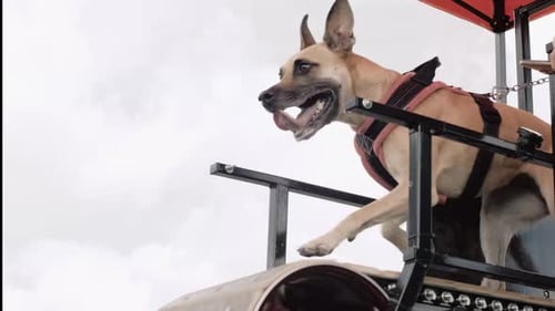 Dog Running on Dog Treadmill