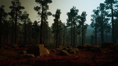 Calm Forest Landscape Illuminated By Twilight and Drifting Mist