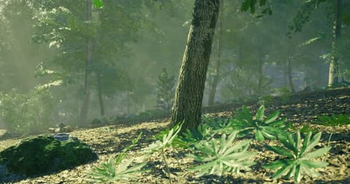 Lush Forest Landscape with Sunlight Filtering Through Green Trees