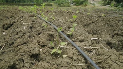 slow pan shot of baby bell pepper sucker plants ready to go into the ground plant farming and cultiv
