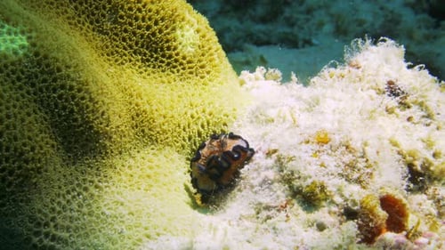 Beautiful bright orange and blue nudibranch (Glossodoris cincta) fighting against the strong ocean c