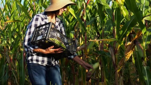 Female Agronomist Picking Cob of Sweet Corn From Green Stalk at Field Adult Farmer in Straw Hat
