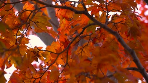 Close up of beautiful red autumn leaves against white sky - slow motion