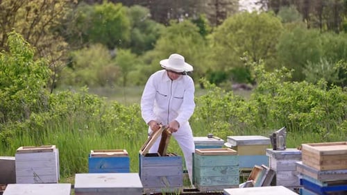 Beekeeper in white outfit works at his apiary near the forest