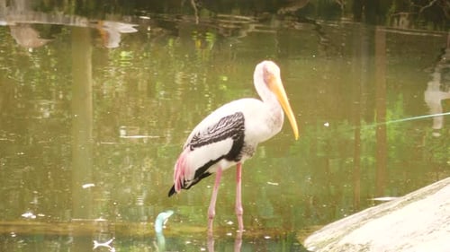 A long bird in swamp