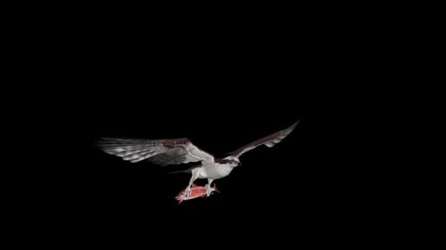 Oiseau Osprey Hawk avec saumon rouge - Boucle volante - Angle frontal aérien CU - Canal Alpha