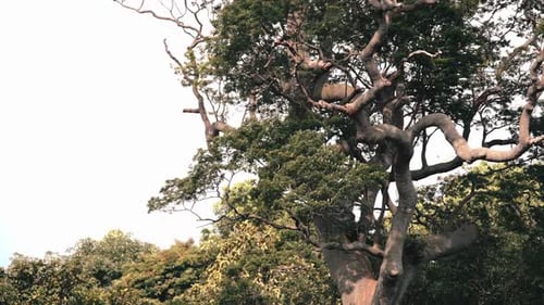 A huge and tall tree on top of the hill.