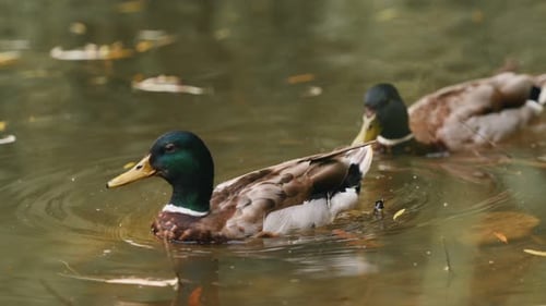 Wild ducks clean themselves in a pond in a public park during a sunny summer day