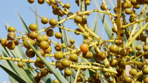 Closeup View of a Dragon Tree with Clusters of Small Round Golden Fruits Among Long Spiky Leaves