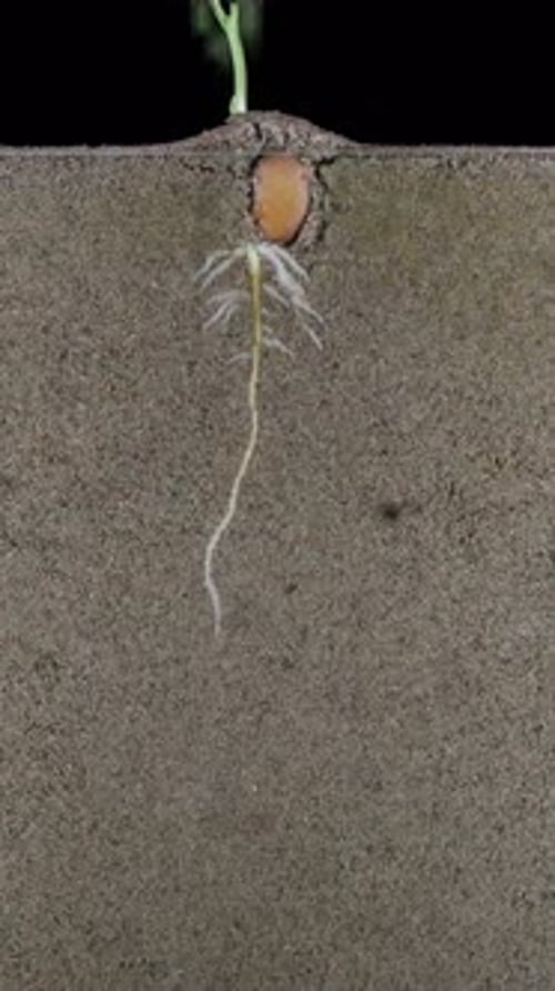 Seed Germination Time Lapse Growing into Seedling