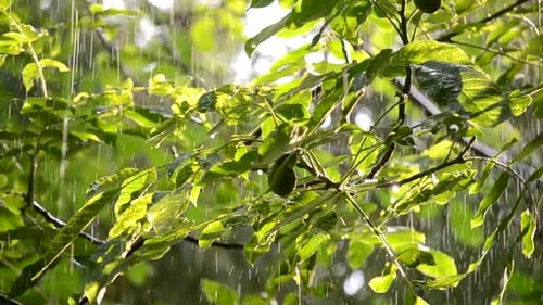 Rain Falling on Tree Branch with Green Leaves