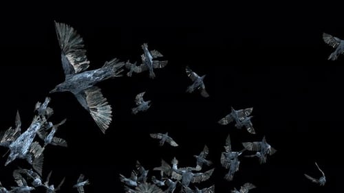 Flying Flock of Crows Alpha Channel