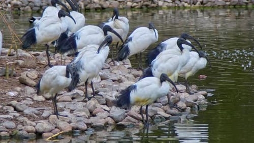 Ibis Migratory Birds Resting By The Lake