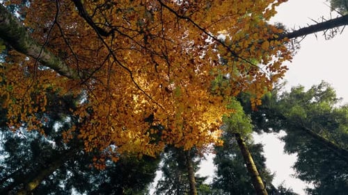 L'heure dorée dans les forêts d'automne