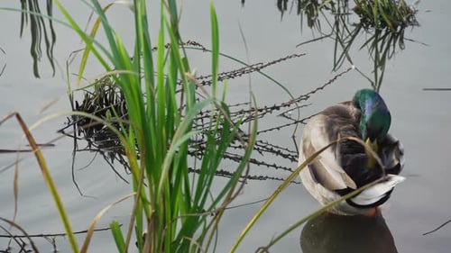 Mallard or drake scratches its beak with its paw in a pond in the reeds. Duck pond with water bird
