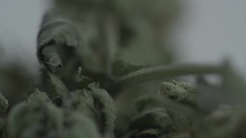 Close Up of Dried Cannabis