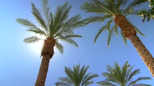 Sonniger blauer Himmel über Palmen mit Sonnenstrahlen 6