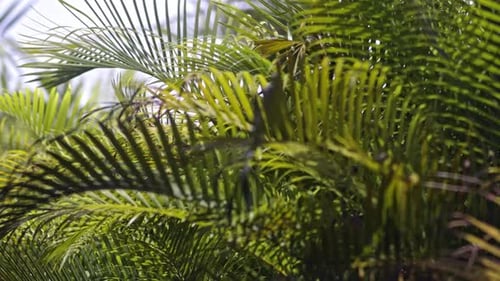 Grüne gelbe Palmblätter wehen im Wind, Zeitlupe