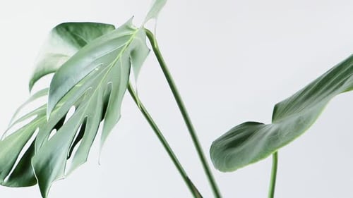 Trending House Plant Monstera