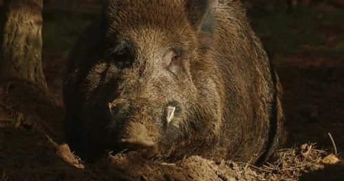 Close Up of Wild Boar Resting in Forest