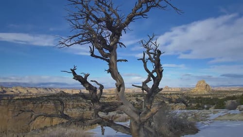 Weathered Tree in Rugged Desert Landscape
