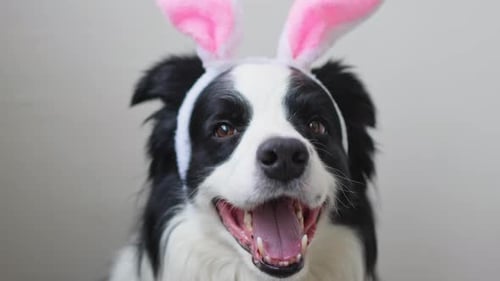 Happy Easter Concept Preparation for Holiday Cute Funny Puppy Dog Border Collie Wearing Easter Bunny