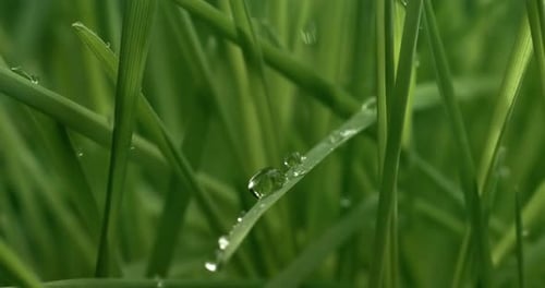 Green grass close-up raindrops slowly falling on the grass.