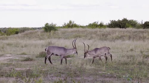 Waterbuck Standing in a Grassy Plain