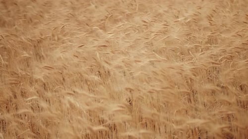 Golden Wheat Gently Waves in the Breeze