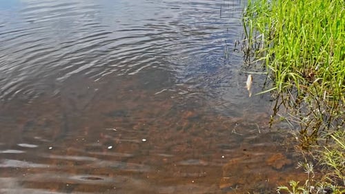 Small fish catch in river freshwater, fishing sport in river water