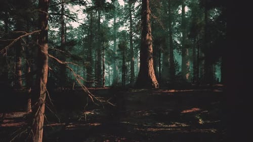 Sunlight Rays Through Deep Forest Trees Cinematic Animation