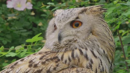 A beautiful, huge European Eurasian eagle owl gazing down from a tree branch. bubo bubo sibiricus