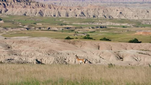 Wild Antelope Standing In Grassy Badlands Wilderness