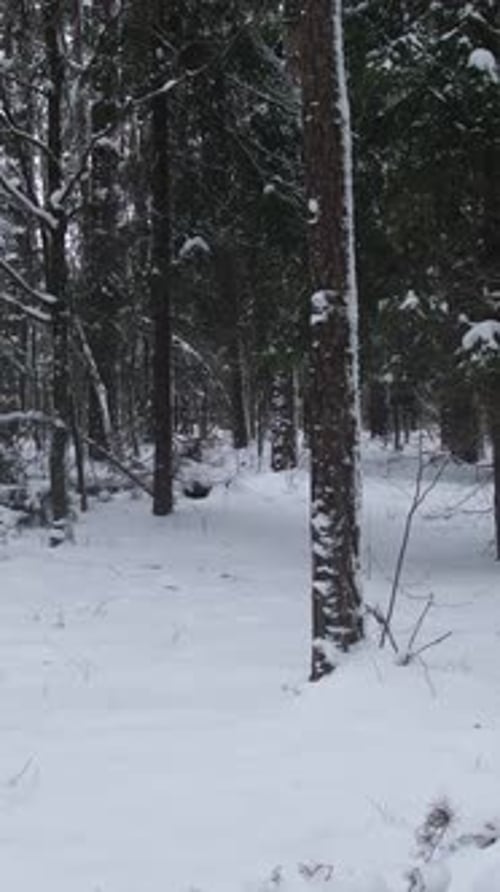 Snow Covered Trees in Winter Forest Landscape