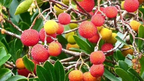 A detailed close-up of a strawberry tree (Arbutus unedo) showcasing its vibrant orange and red fruit