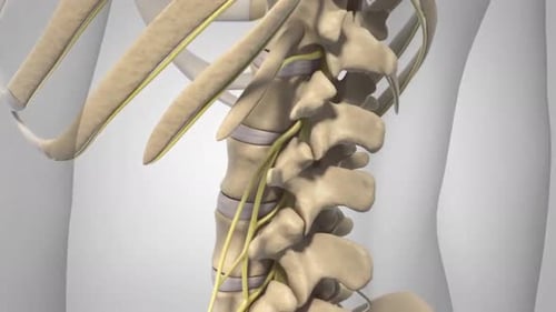 3D Animation of Human Spine Lumbar Nerves Compression