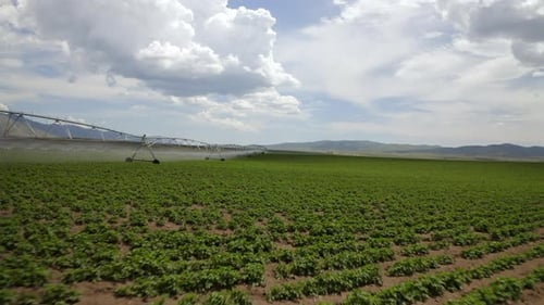 Capturing the Tranquility of a Potato Farm with an Irrigation System Under a Overcast Sky