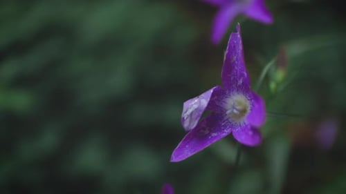 Violette Blumenrolle, Bewegung von links nach rechts.