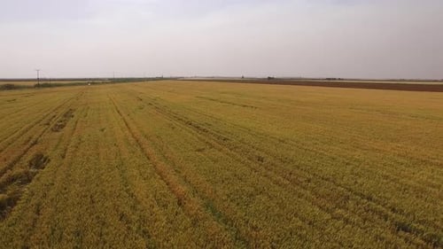 Wheat Field Flying over Aerial