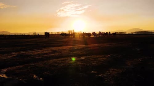 Horses Running in a Rural Landscape at Sunset