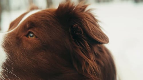 Closeup of Border Collie Among the Snow in the Park Dog Pet Sitting on the Snow Portrait of a The