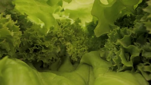 Close Up View of Fresh Green Lettuce