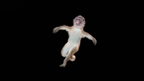 59 Monkey Dance HD