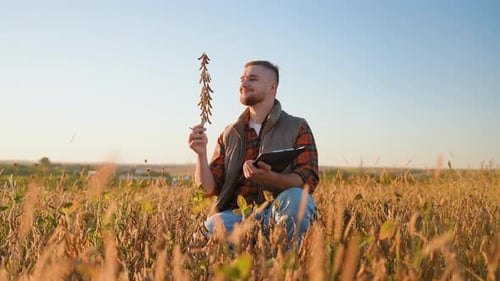 Farmer Inspecting Ripe Soybean Plants in a Field