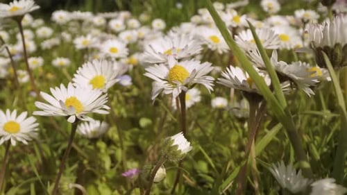 Daisies Among Green Grass in the Sunshine